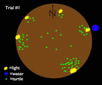 Turtle Plot Trial #1