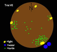 Turtles plotted